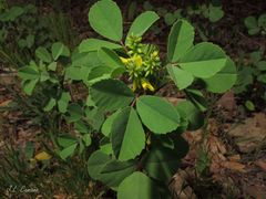 Melilotus italicus