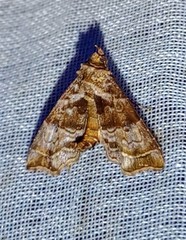 Cecharismena melicerta