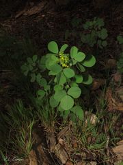 Melilotus italicus