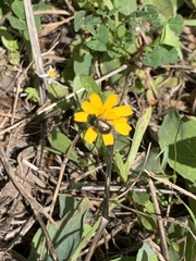 Chasmatopterus