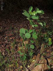 Melilotus italicus