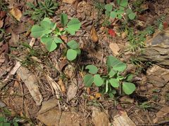 Melilotus italicus