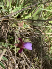 Lathyrus clymenum