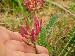Astragalus brachycarpus