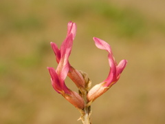 Astragalus brachycarpus