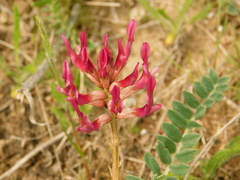 Astragalus brachycarpus