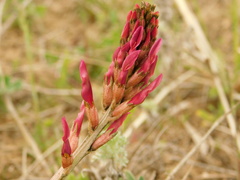 Astragalus brachycarpus
