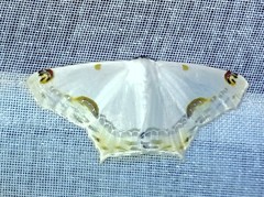 Sericoptera mahometaria