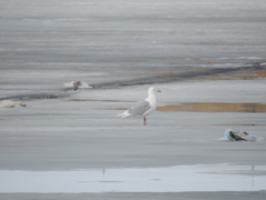 Larus glaucescens × hyperboreus