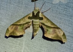 Adhemarius dariensis