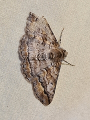 Gastrinodes bitaeniaria