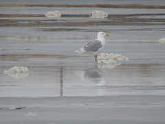 Larus glaucescens × hyperboreus