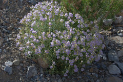 Penstemon fruticiformis amargosae