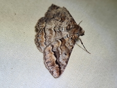 Gastrinodes bitaeniaria