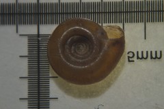 Bathyomphalus contortus