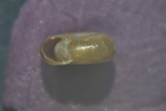 Bathyomphalus contortus