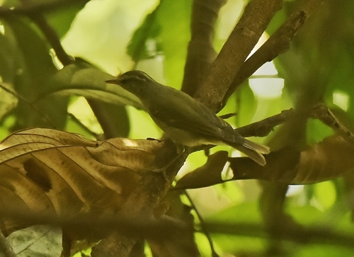 Western Crowned Warbler (Phylloscopus occipitalis), photo 6