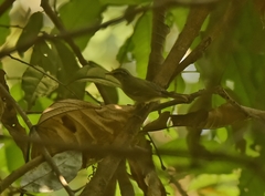 Phylloscopus occipitalis