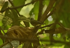 Phylloscopus occipitalis