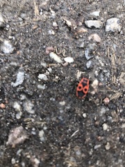 Pyrrhocoris apterus