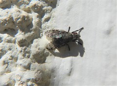 Platystoma seminationis