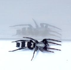 Herpyllinae