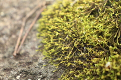 Triquetrella papillata