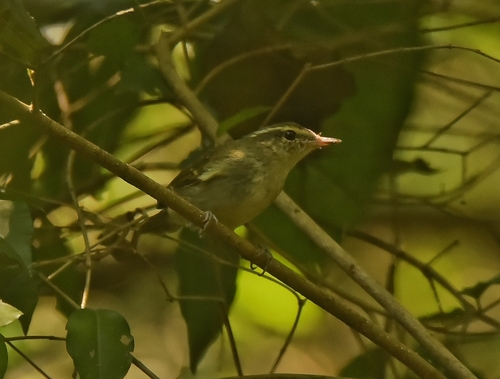 Large-billed Leaf Warbler (Phylloscopus magnirostris), photo 7