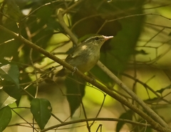 Phylloscopus magnirostris