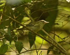 Phylloscopus magnirostris