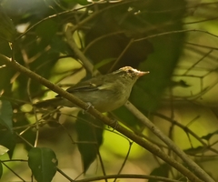 Phylloscopus magnirostris