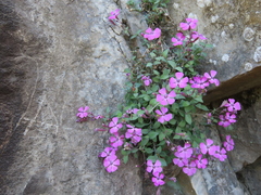 Petrocoptis glaucifolia