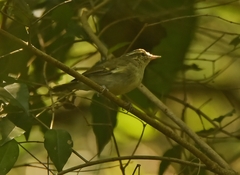 Phylloscopus magnirostris