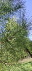 Pinus