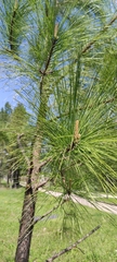 Pinus
