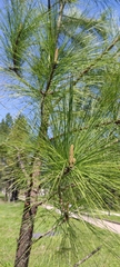 Pinus