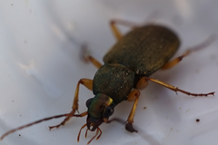 Chlaenius