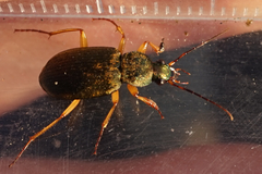 Chlaenius
