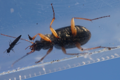 Chlaenius