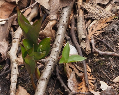 Trillium grandiflorum