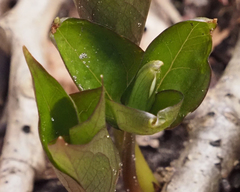 Trillium grandiflorum