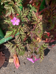 Geranium robertianum