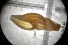 Mangelia costulata