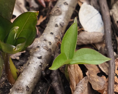 Trillium grandiflorum