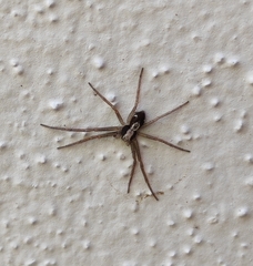 Pulchellodromus pulchellus