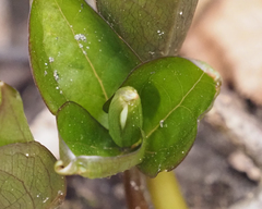Trillium grandiflorum