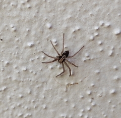 Pulchellodromus pulchellus
