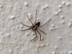 Pulchellodromus pulchellus