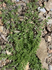 Calibrachoa parviflora
