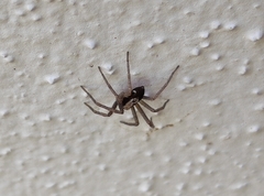 Pulchellodromus pulchellus